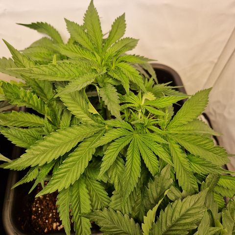 #001 M - OG Kush growlog timeline photo