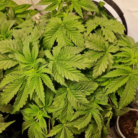 #002 M - Tangerine Dream growlog timeline photo