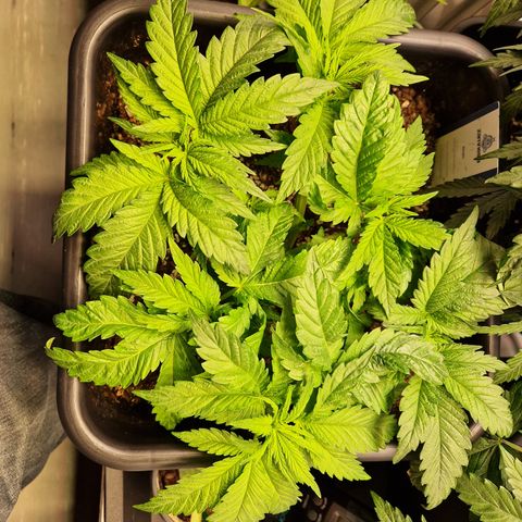 #003 M - Afghani growlog timeline photo