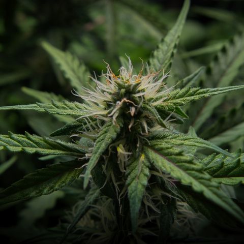 #001 K - NYC Sour D Auto growlog timeline photo