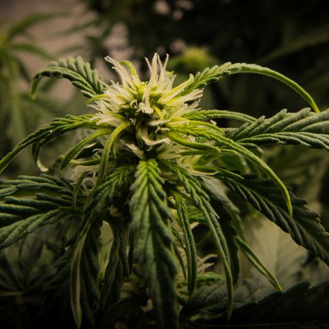 #002 K - Orion F1 Hybrid growlog timeline photo