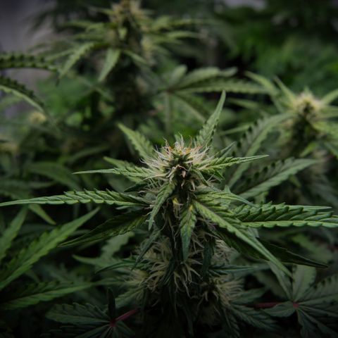 #001 K - NYC Sour D Auto growlog timeline photo