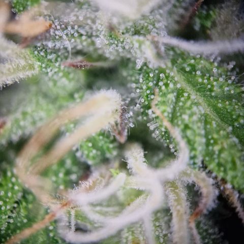 #001 K - NYC Sour D Auto growlog timeline photo