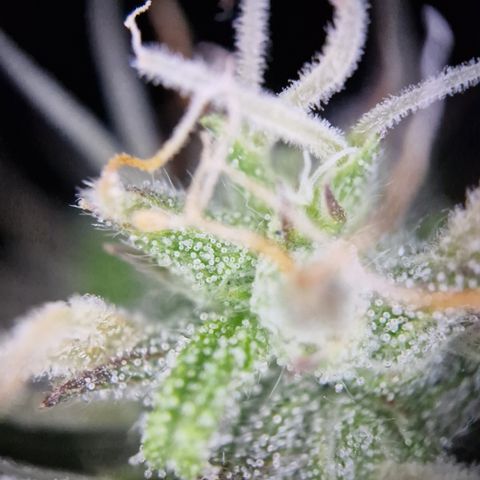 #001 K - NYC Sour D Auto growlog timeline photo