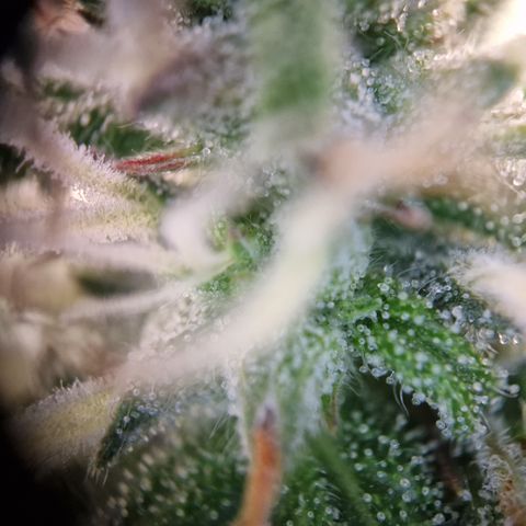 #001 K - NYC Sour D Auto growlog timeline photo