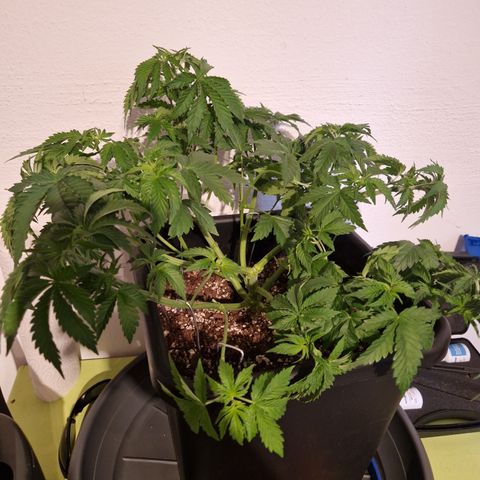 #002 M - Tangerine Dream growlog timeline photo