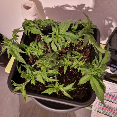 #003 M - Afghani growlog timeline photo