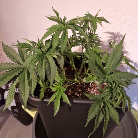 #001 M - OG Kush growlog timeline photo