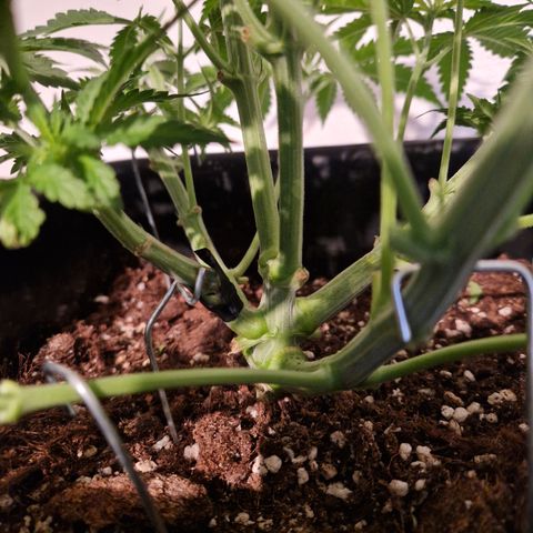 #001 M - OG Kush growlog timeline photo