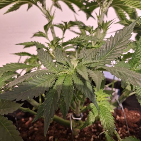 #001 M - OG Kush growlog timeline photo