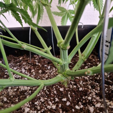 #002 M - Tangerine Dream growlog timeline photo