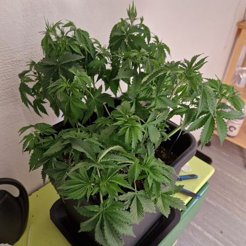#002 M - Tangerine Dream growlog timeline photo