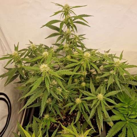 #002 K - Orion F1 Hybrid growlog timeline photo