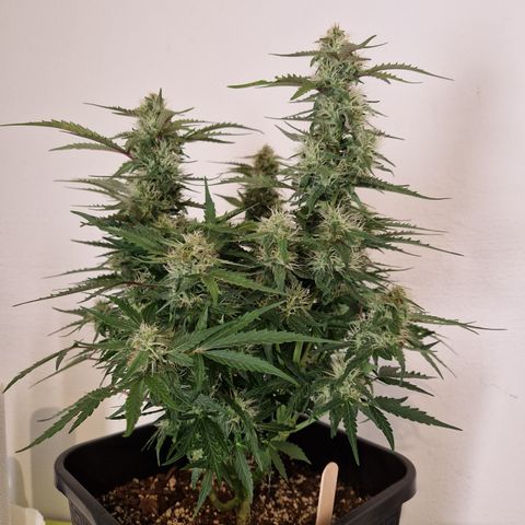 #001 K - NYC Sour D Auto growlog timeline photo
