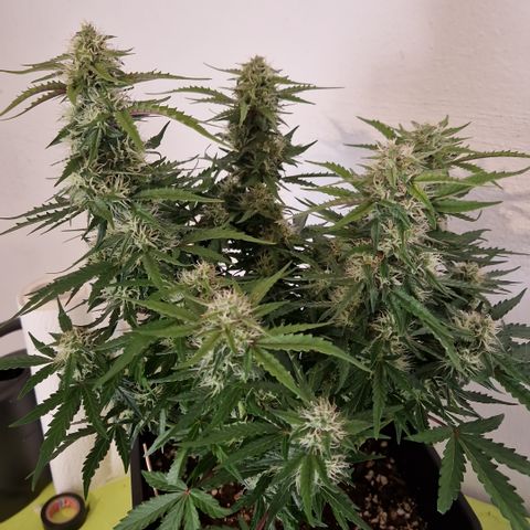 #001 K - NYC Sour D Auto growlog timeline photo