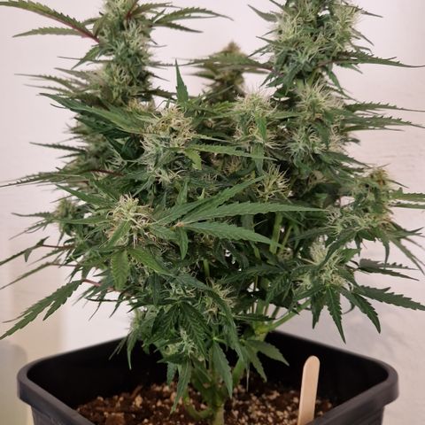 #001 K - NYC Sour D Auto growlog timeline photo