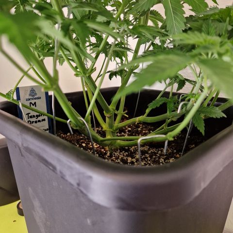 #002 M - Tangerine Dream growlog timeline photo