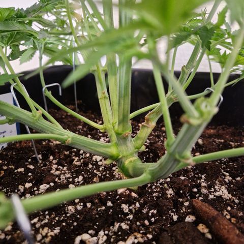 #001 M - OG Kush growlog timeline photo