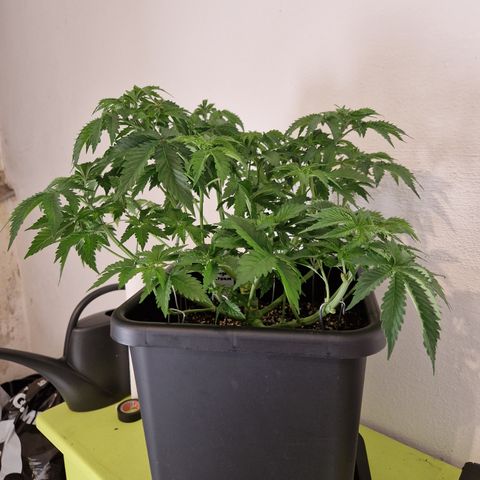 #002 M - Tangerine Dream growlog timeline photo