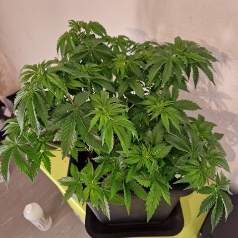 #002 M - Tangerine Dream growlog timeline photo