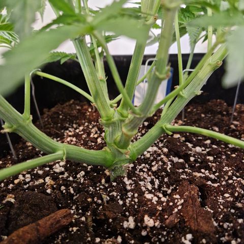 #001 M - OG Kush growlog timeline photo