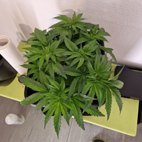 #003 M - Afghani growlog timeline photo