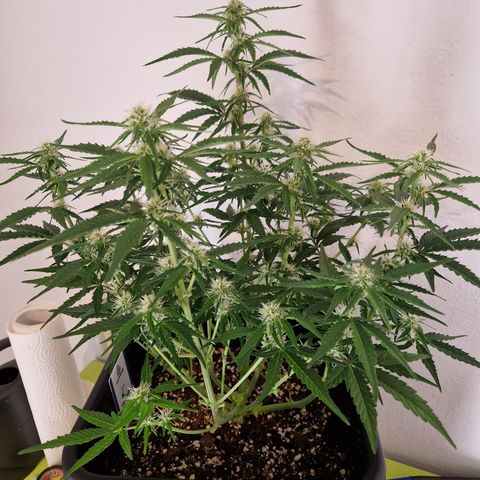 #002 K - Orion F1 Hybrid growlog timeline photo