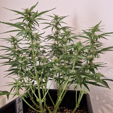 #002 K - Orion F1 Hybrid growlog timeline photo