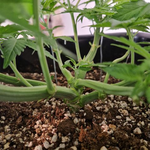 #003 M - Afghani growlog timeline photo