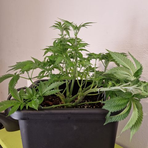 #001 M - OG Kush growlog timeline photo