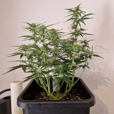 #002 K - Orion F1 Hybrid growlog timeline photo