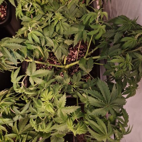 #002 M - Tangerine Dream growlog timeline photo