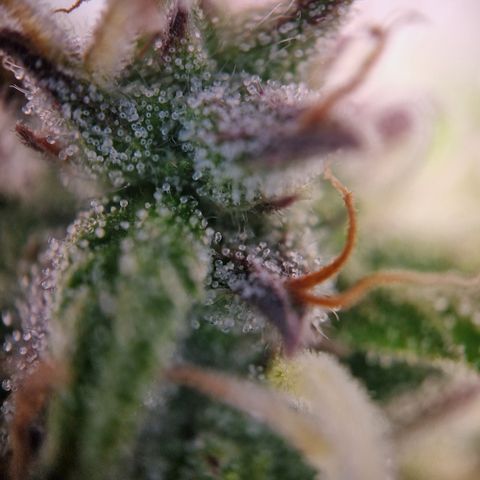 #001 K - NYC Sour D Auto growlog timeline photo