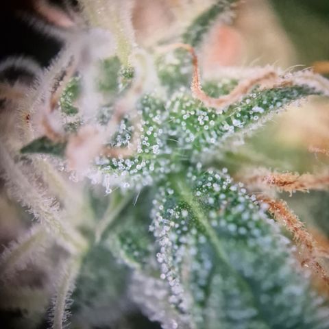 #001 K - NYC Sour D Auto growlog timeline photo