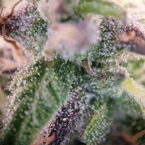 #001 K - NYC Sour D Auto growlog timeline photo
