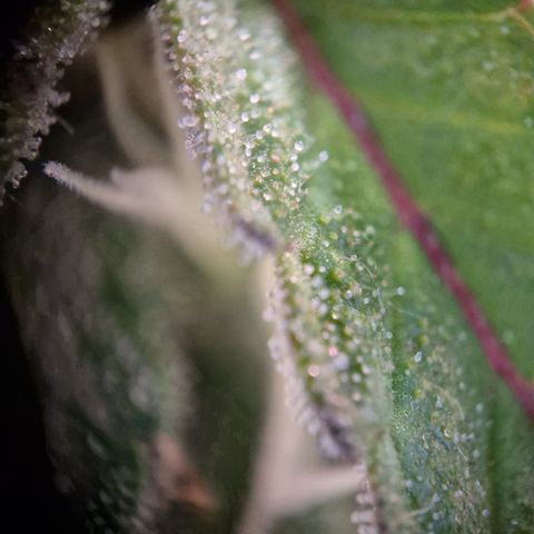 #001 K - NYC Sour D Auto growlog timeline photo