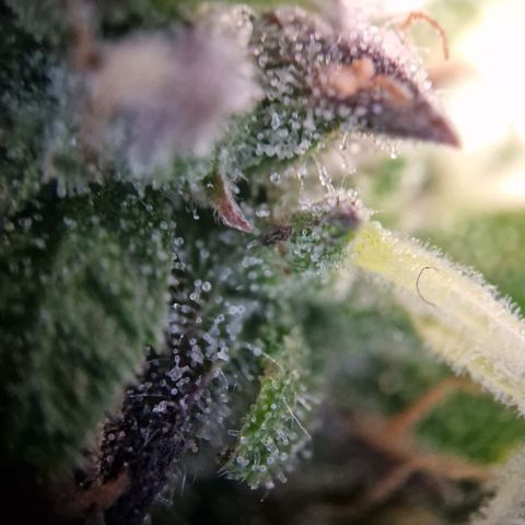 #001 K - NYC Sour D Auto growlog timeline photo