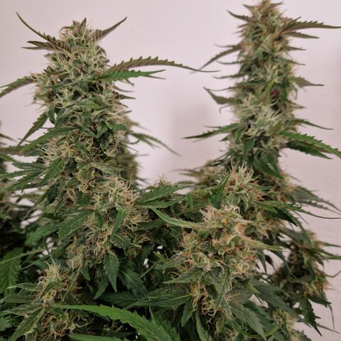 #001 K - NYC Sour D Auto growlog timeline photo