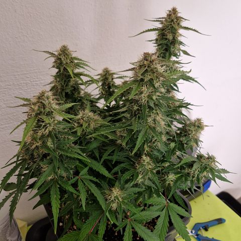 #001 K - NYC Sour D Auto growlog timeline photo