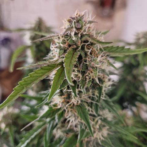 #001 K - NYC Sour D Auto growlog timeline photo