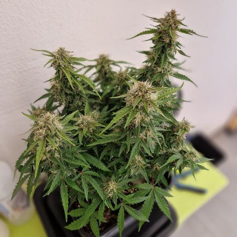 #001 K - NYC Sour D Auto growlog timeline photo