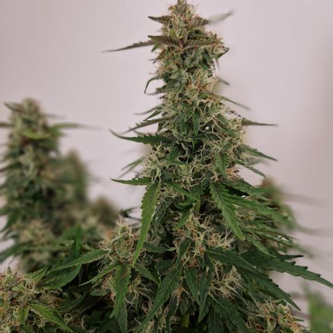 #001 K - NYC Sour D Auto growlog timeline photo