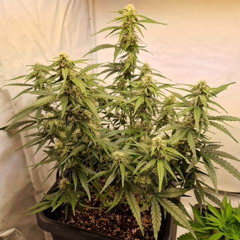 #002 K - Orion F1 Hybrid growlog timeline photo