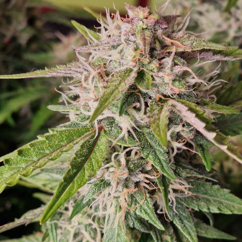 #001 K - NYC Sour D Auto growlog timeline photo
