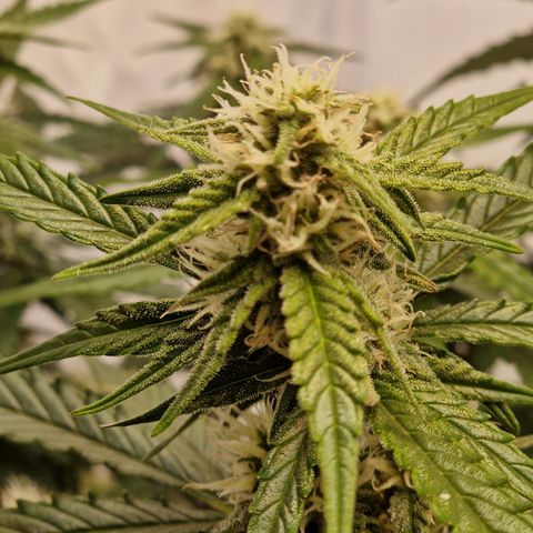 #002 K - Orion F1 Hybrid growlog timeline photo