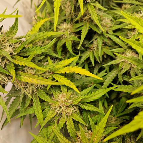 #001 K - NYC Sour D Auto growlog timeline photo