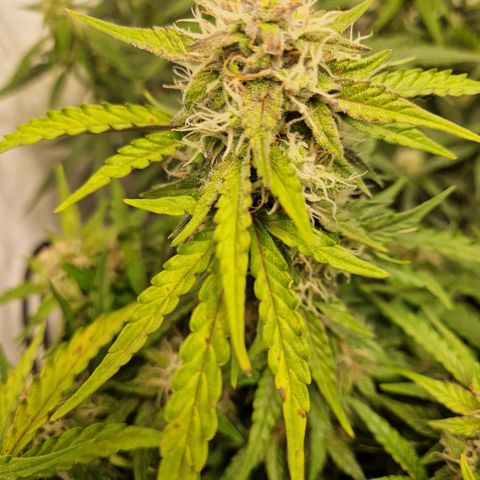 #001 K - NYC Sour D Auto growlog timeline photo