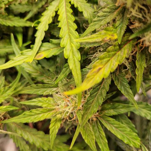 #001 K - NYC Sour D Auto growlog timeline photo