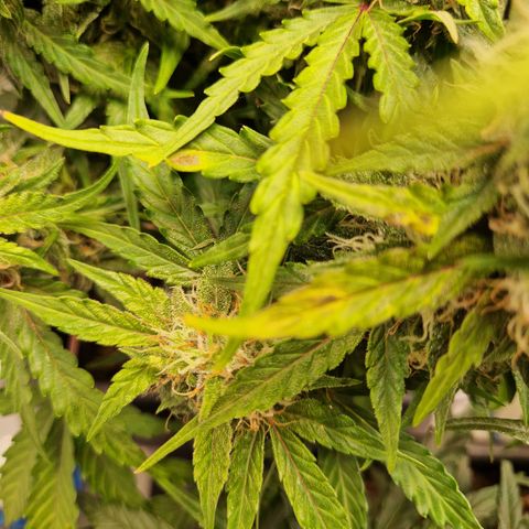 #001 K - NYC Sour D Auto growlog timeline photo