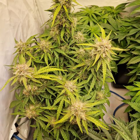 #001 K - NYC Sour D Auto growlog timeline photo